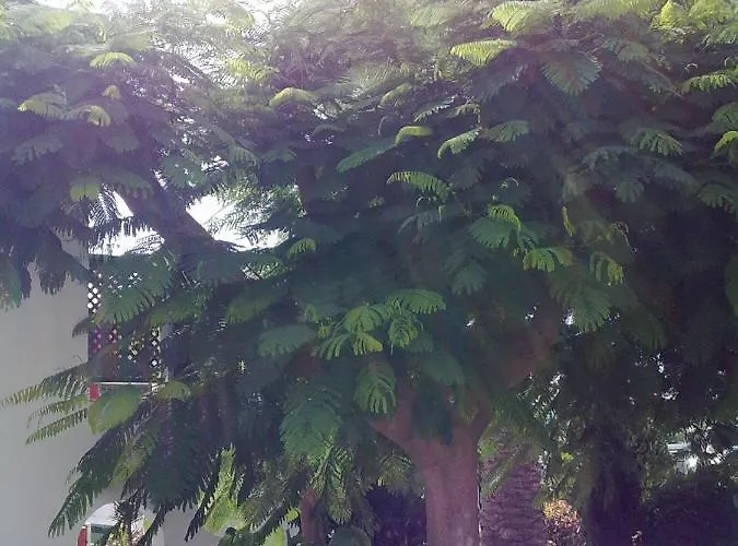 펜션 Acogedor Muy Luminoso 마스팔로마스